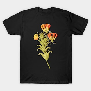 Flame lily - Gloriosa superba - botanical illustration T-Shirt